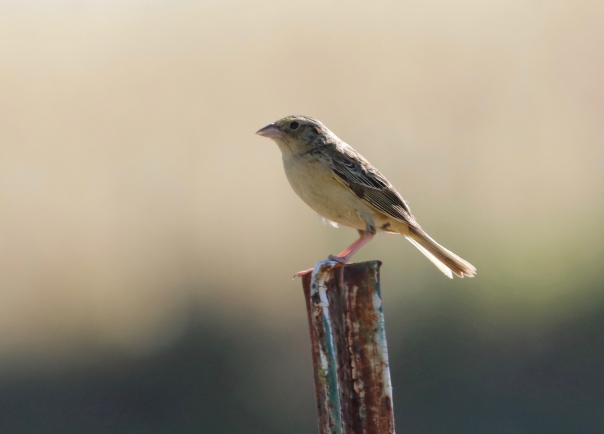 Grasshopper Sparrow - Chris Overington