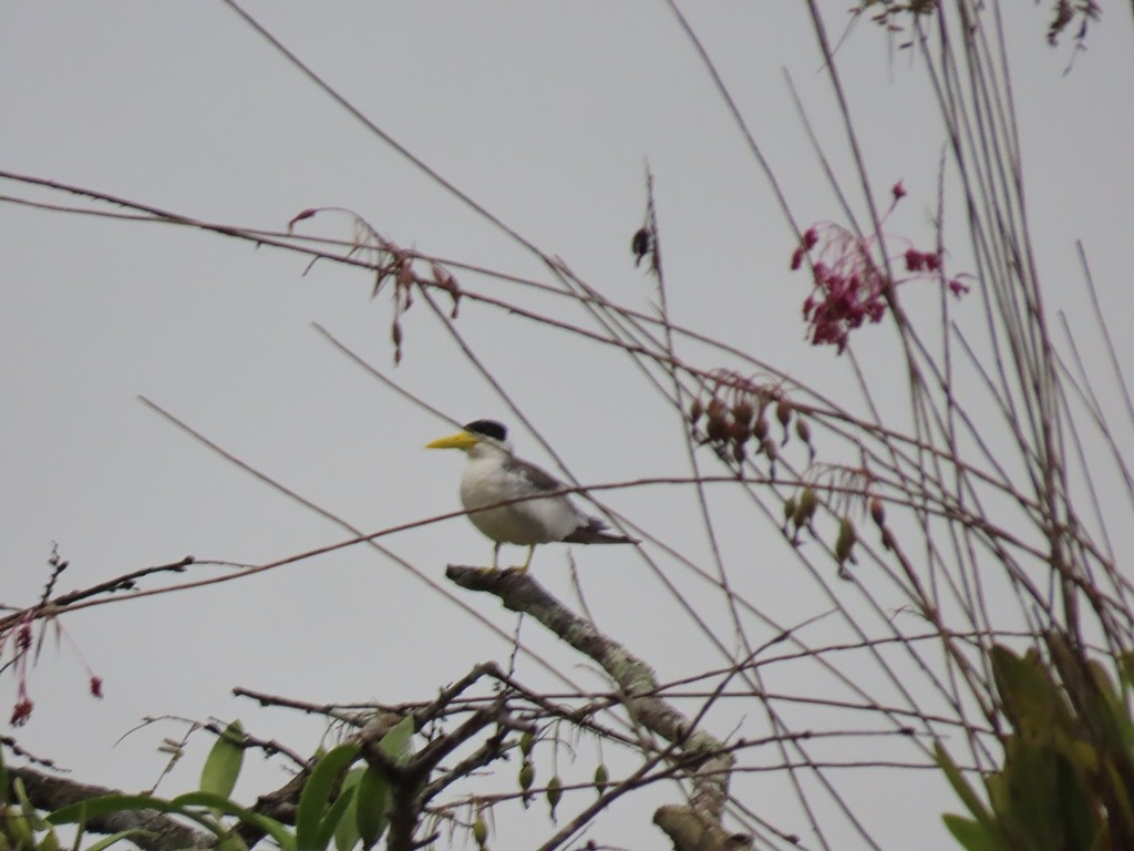 Large-billed Tern - ML344122081