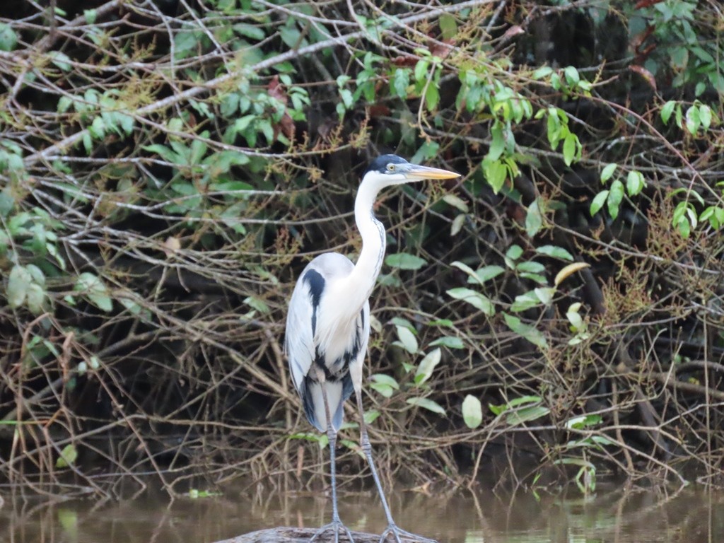 Garza Cuca - ML344122471