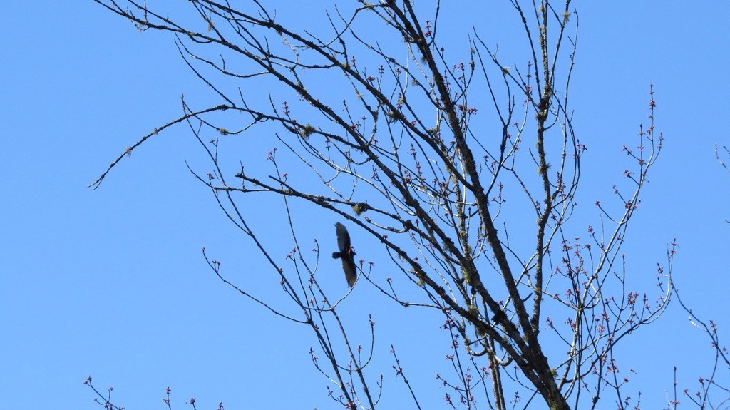 Turkey Vulture - ML344122531