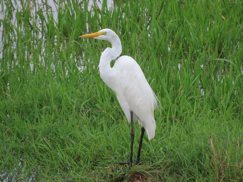 Great Egret - ML344122621