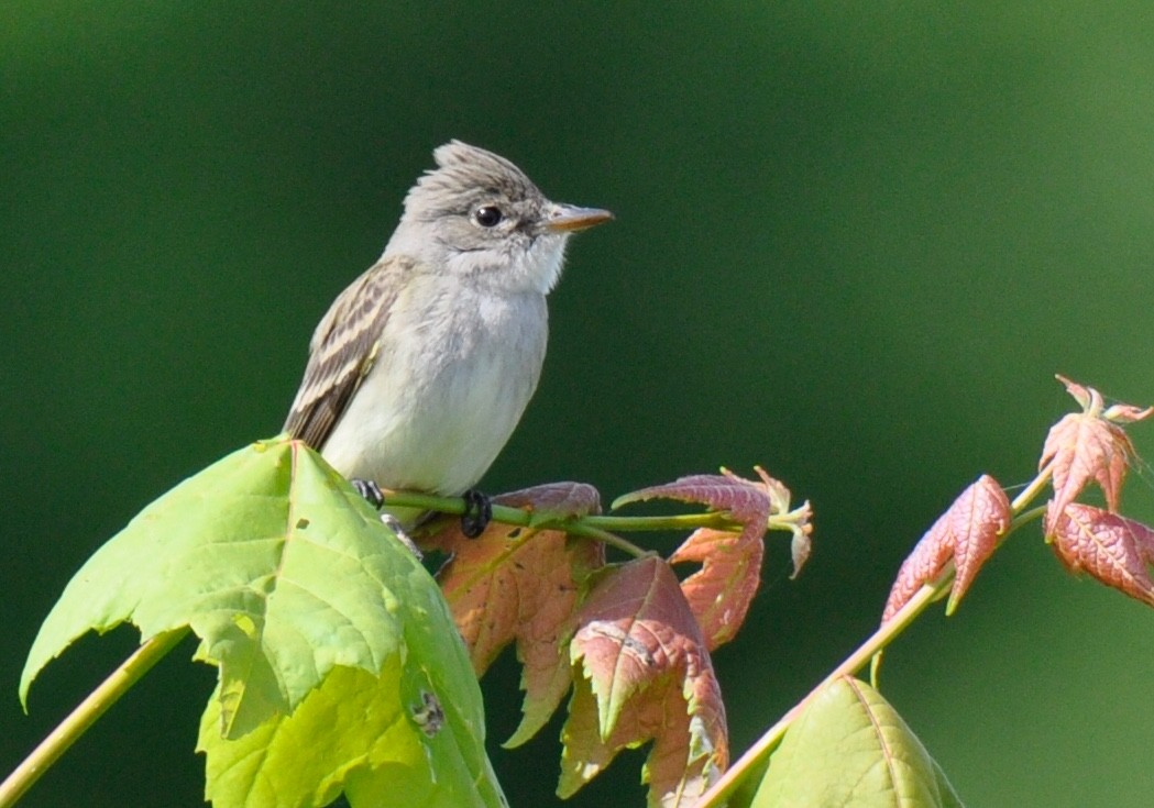 Willow Flycatcher - ML344122701