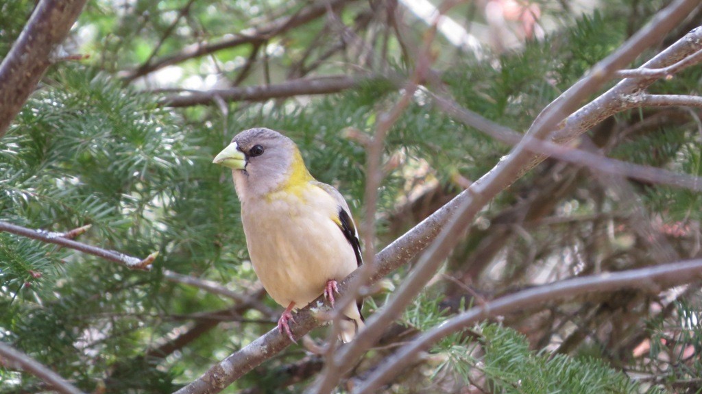 Evening Grosbeak - ML344122711