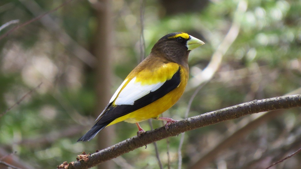 Evening Grosbeak - ML344122721