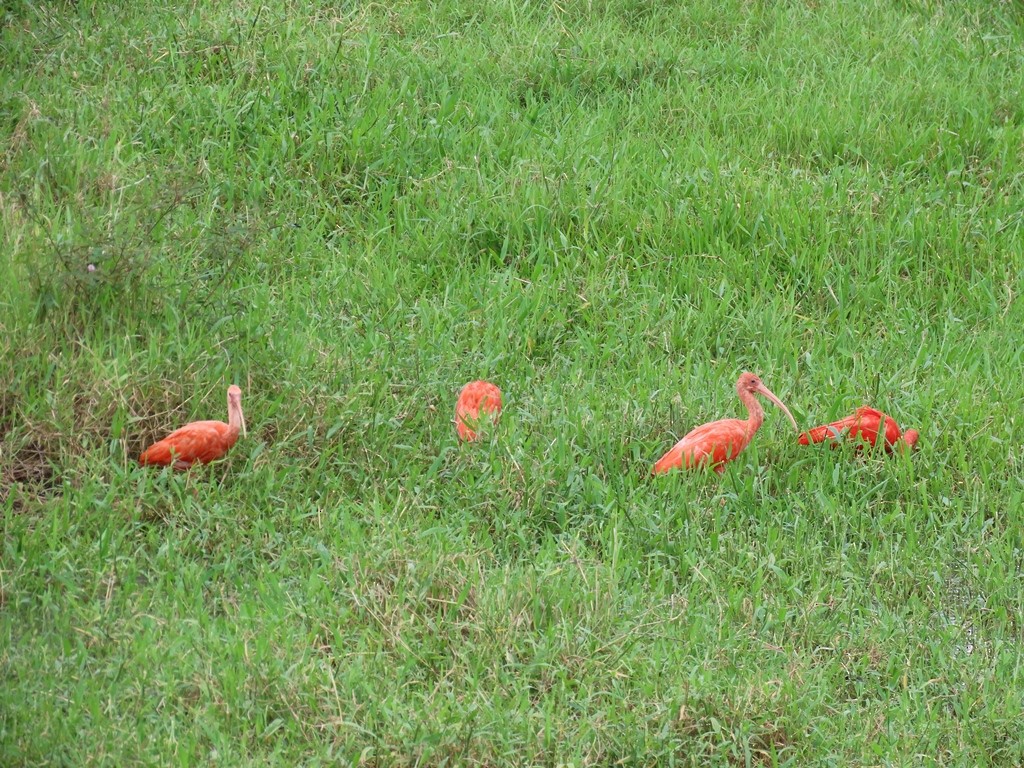ibis rudý - ML344122781