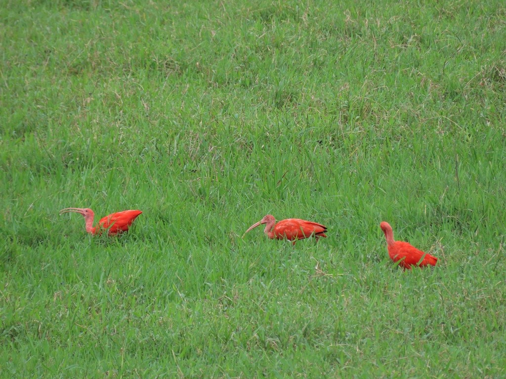 Ibis Escarlata - ML344122831