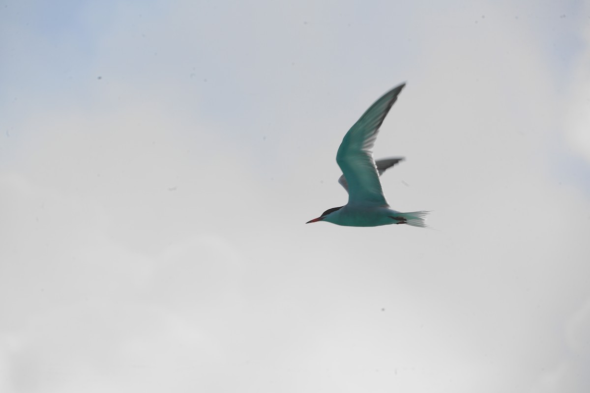 Common Tern - ML344122881