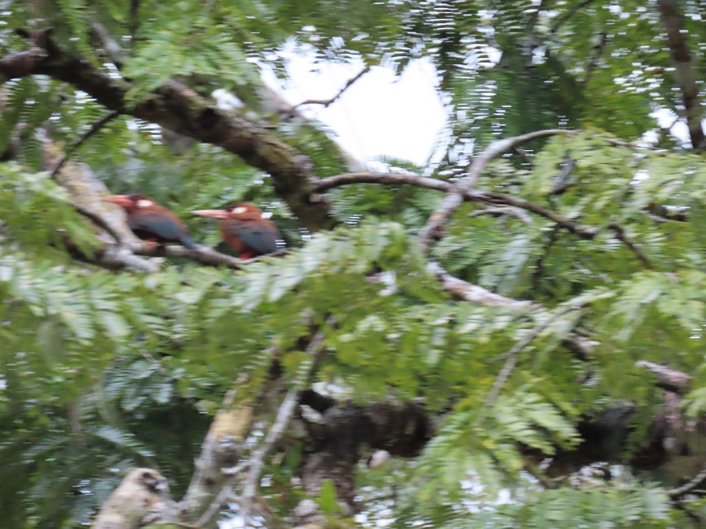 White-eared Jacamar - ML344122901