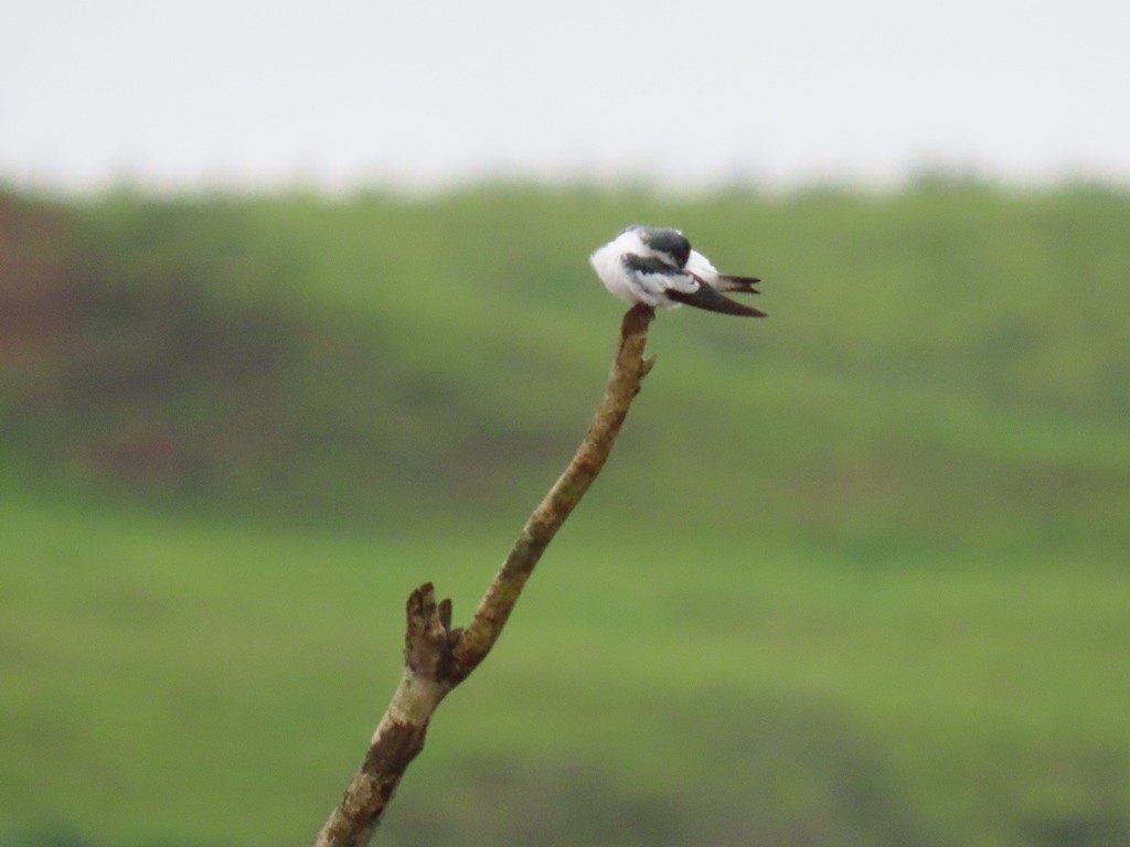 Golondrina Aliblanca - ML344123291