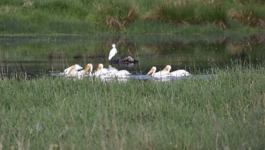 American White Pelican - ML344125211