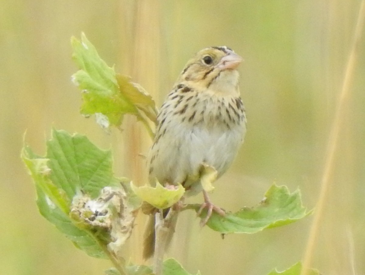 Henslow's Sparrow - ML344126051