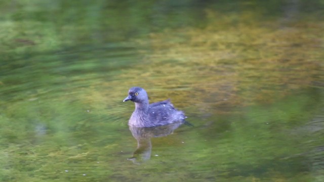 ヒメカイツブリ - ML344127261