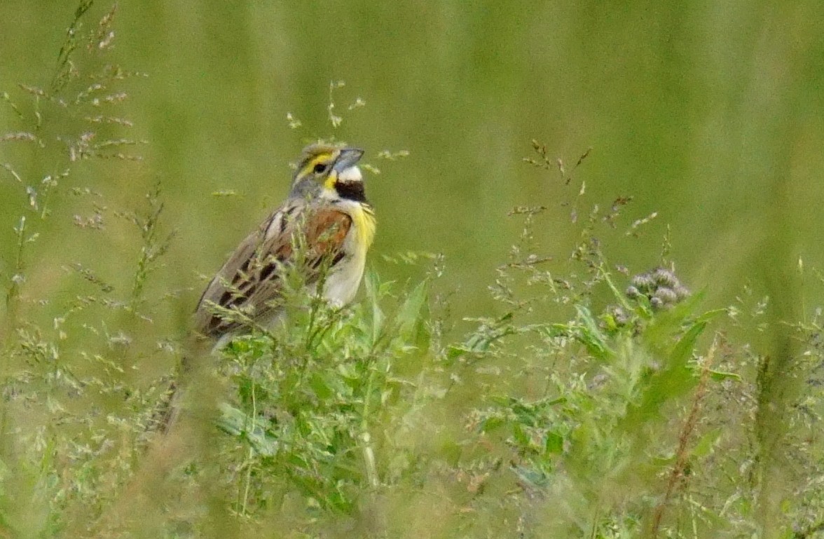 Dickcissel - ML344127291