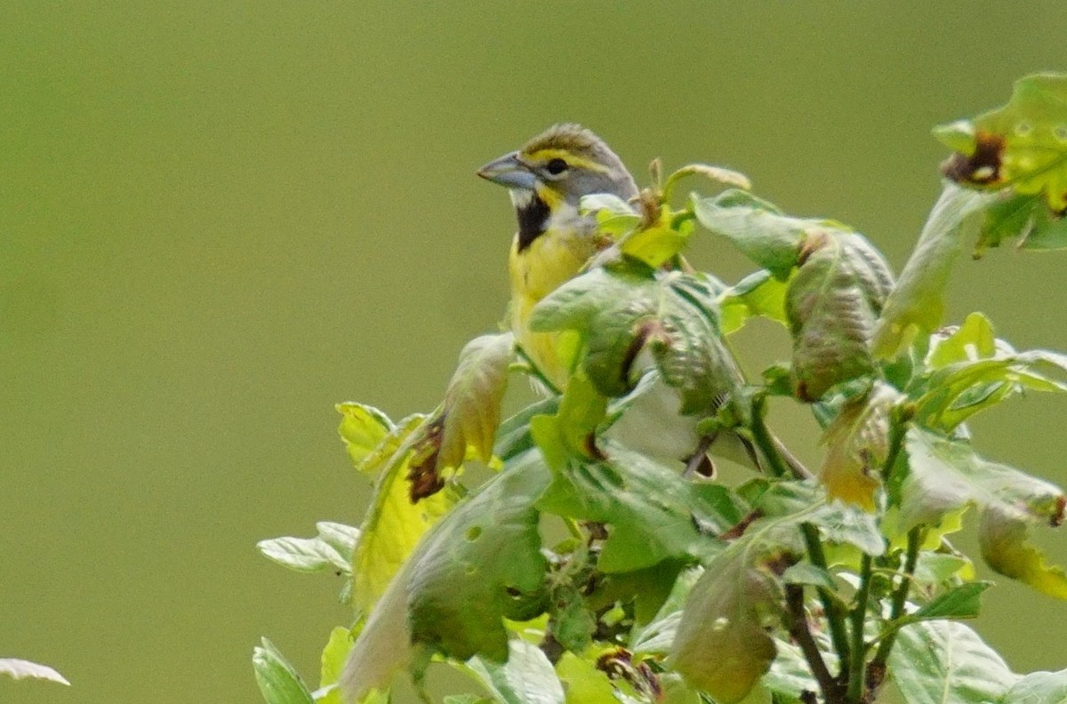 Dickcissel - ML344127341