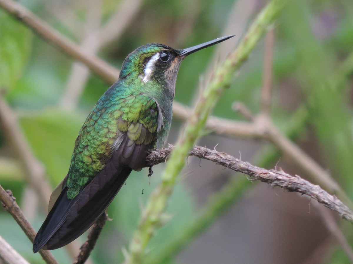 Purple-throated Mountain-gem - ML344127621