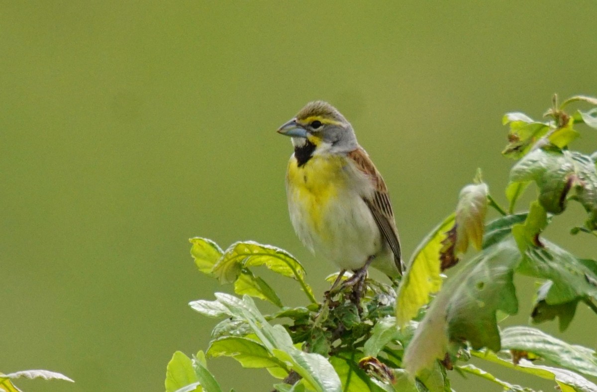 Dickcissel - Dennis Mersky