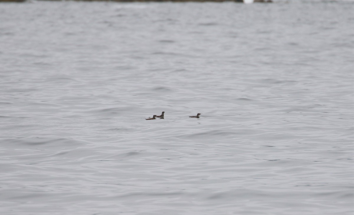 Marbled Murrelet - ML344128341