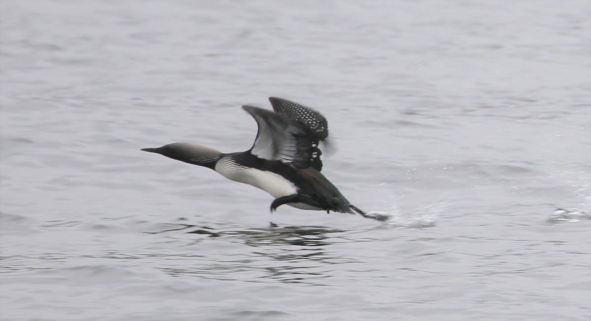 Pacific Loon - ML344128531