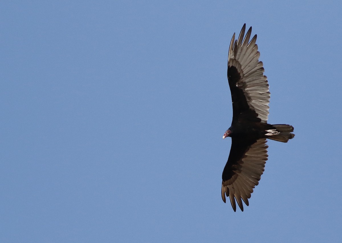 Turkey Vulture - ML344129011