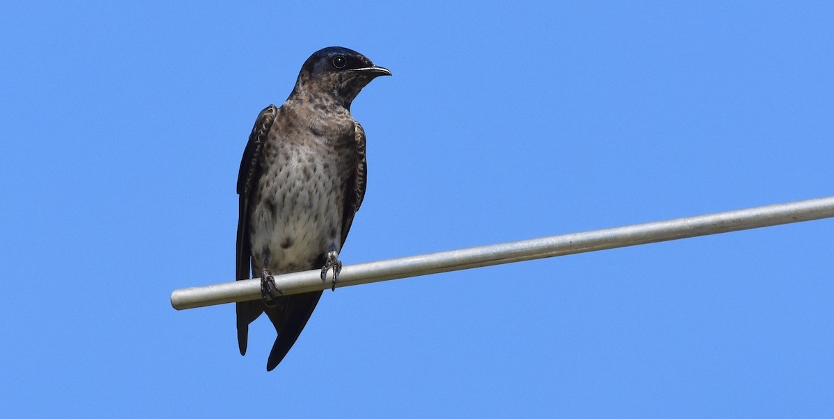 Golondrina Purpúrea - ML344129041