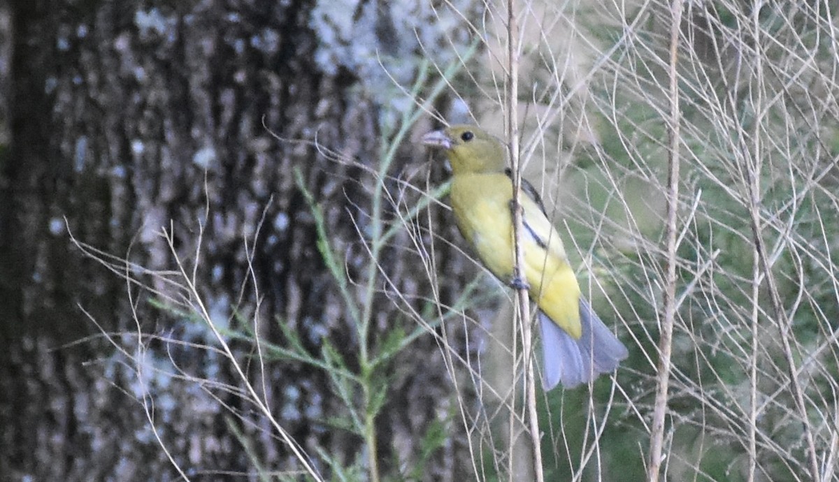 Scarlet Tanager - ML344129181