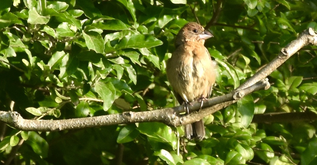 Blue Grosbeak - ML344129221