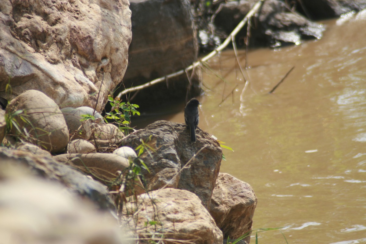 Black Phoebe - ML344130541