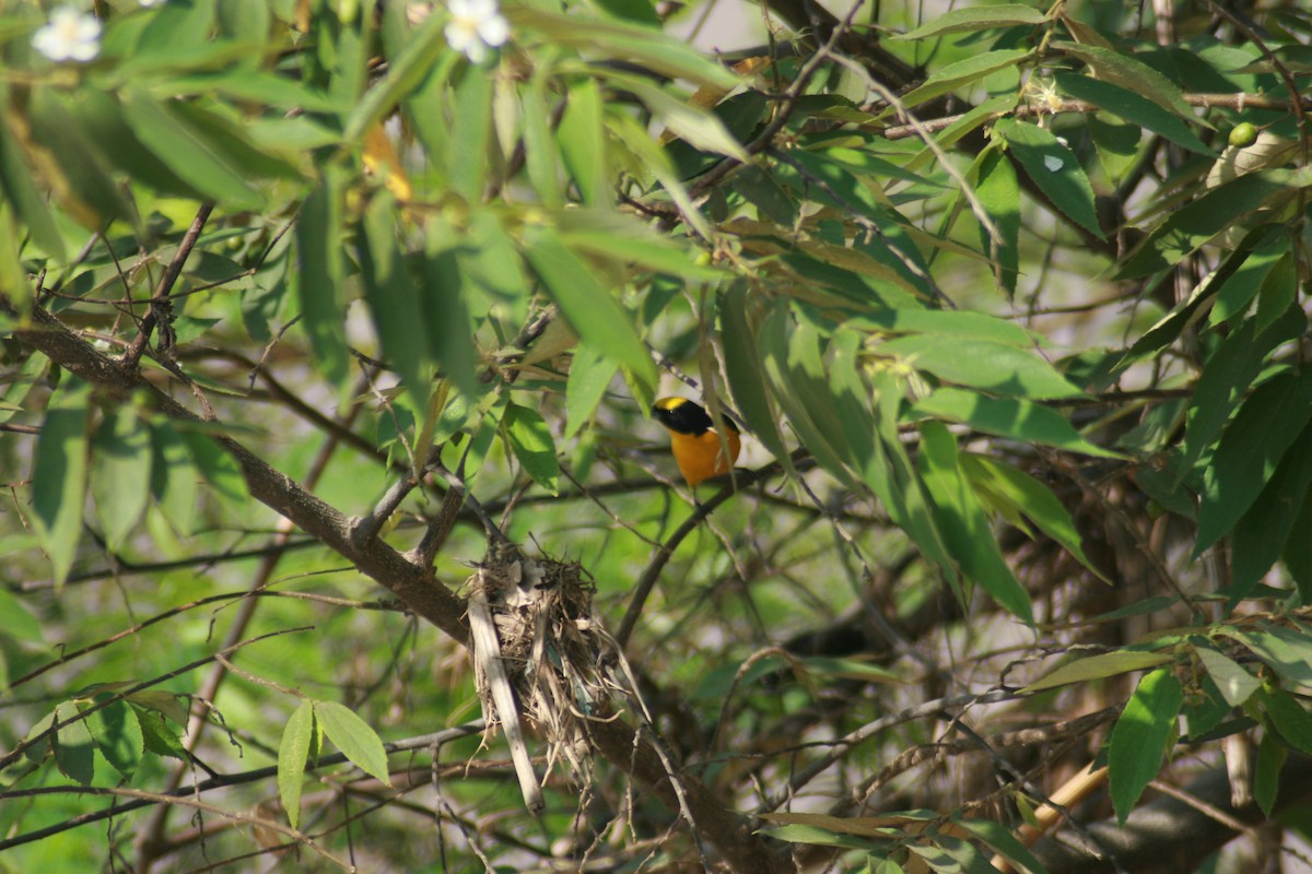 Thick-billed Euphonia - ML344130601