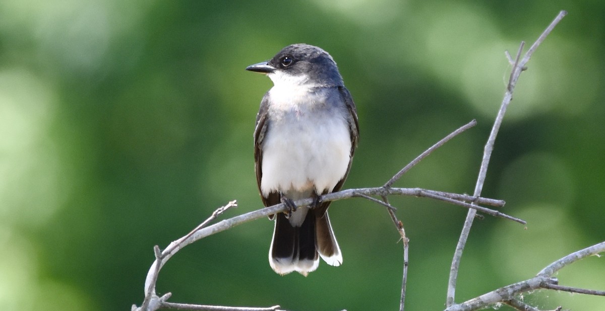 Eastern Kingbird - ML344130901