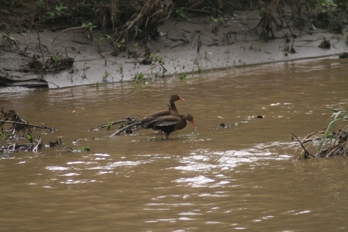 Black-bellied Whistling-Duck - ML344131311