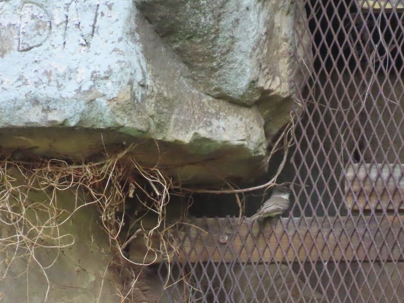 Eastern Phoebe - ML344131711