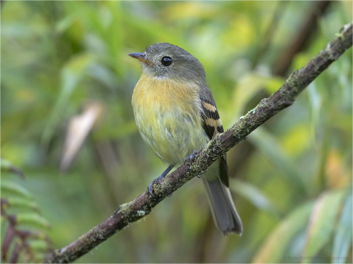 Handsome Flycatcher - Dušan Brinkhuizen