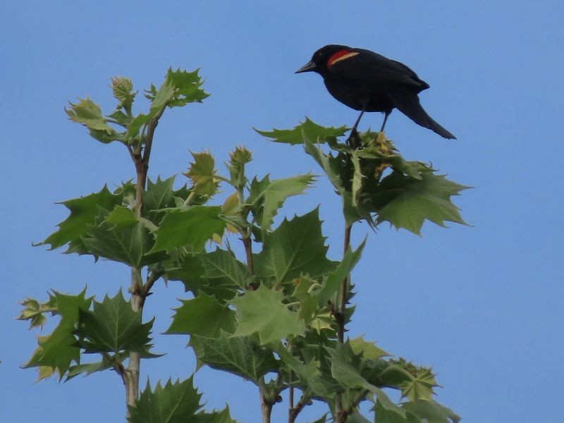 Red-winged Blackbird - ML344131831