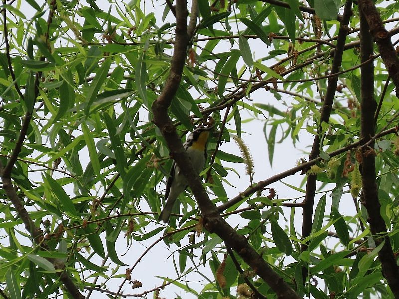 Yellow-throated Warbler - ML344132261