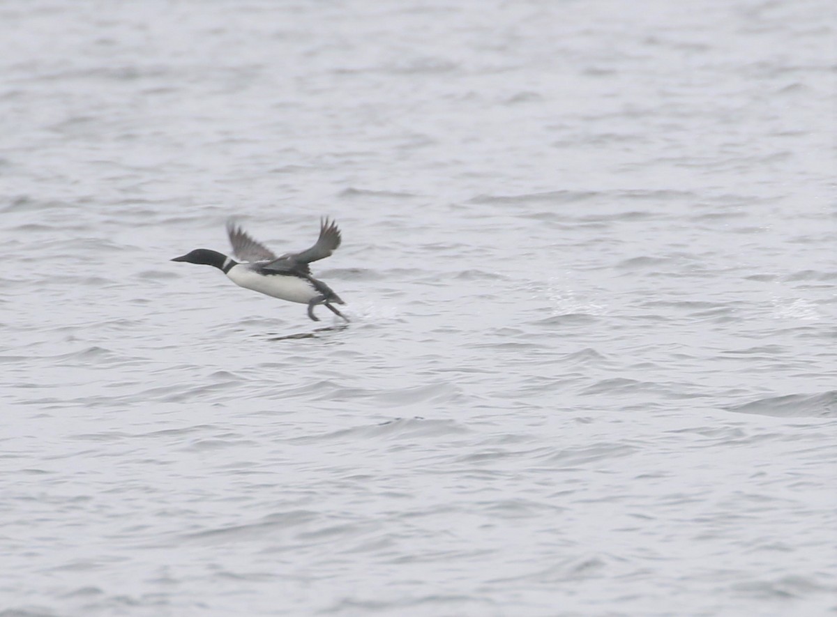 Common Loon - ML344132451