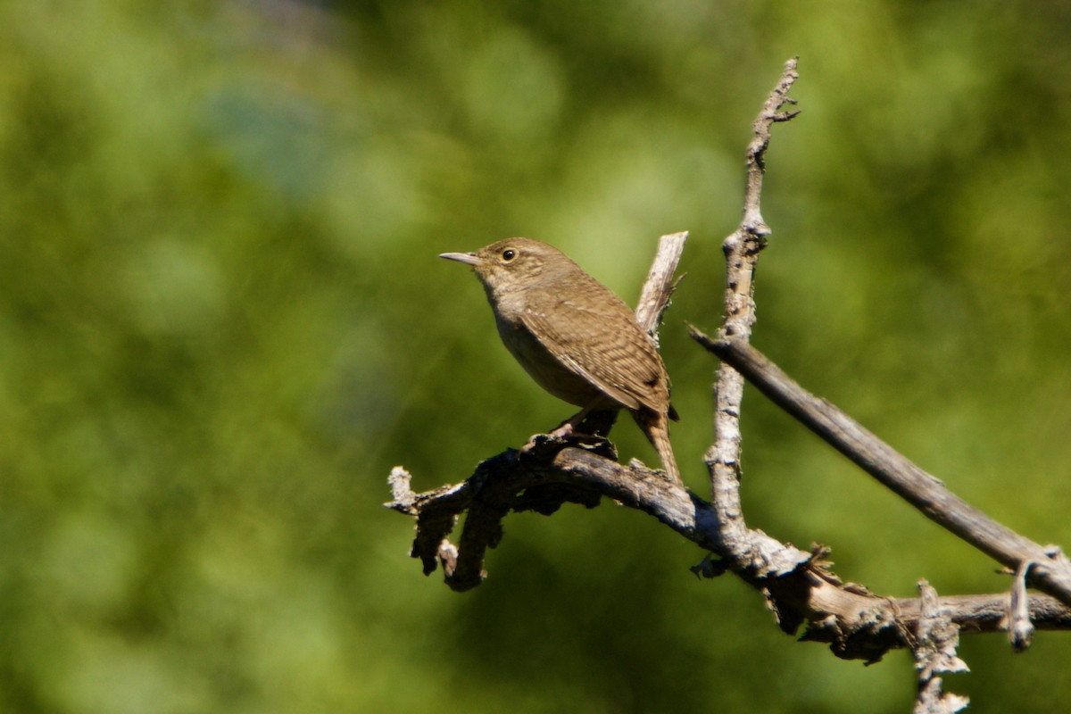 House Wren - ML344132731