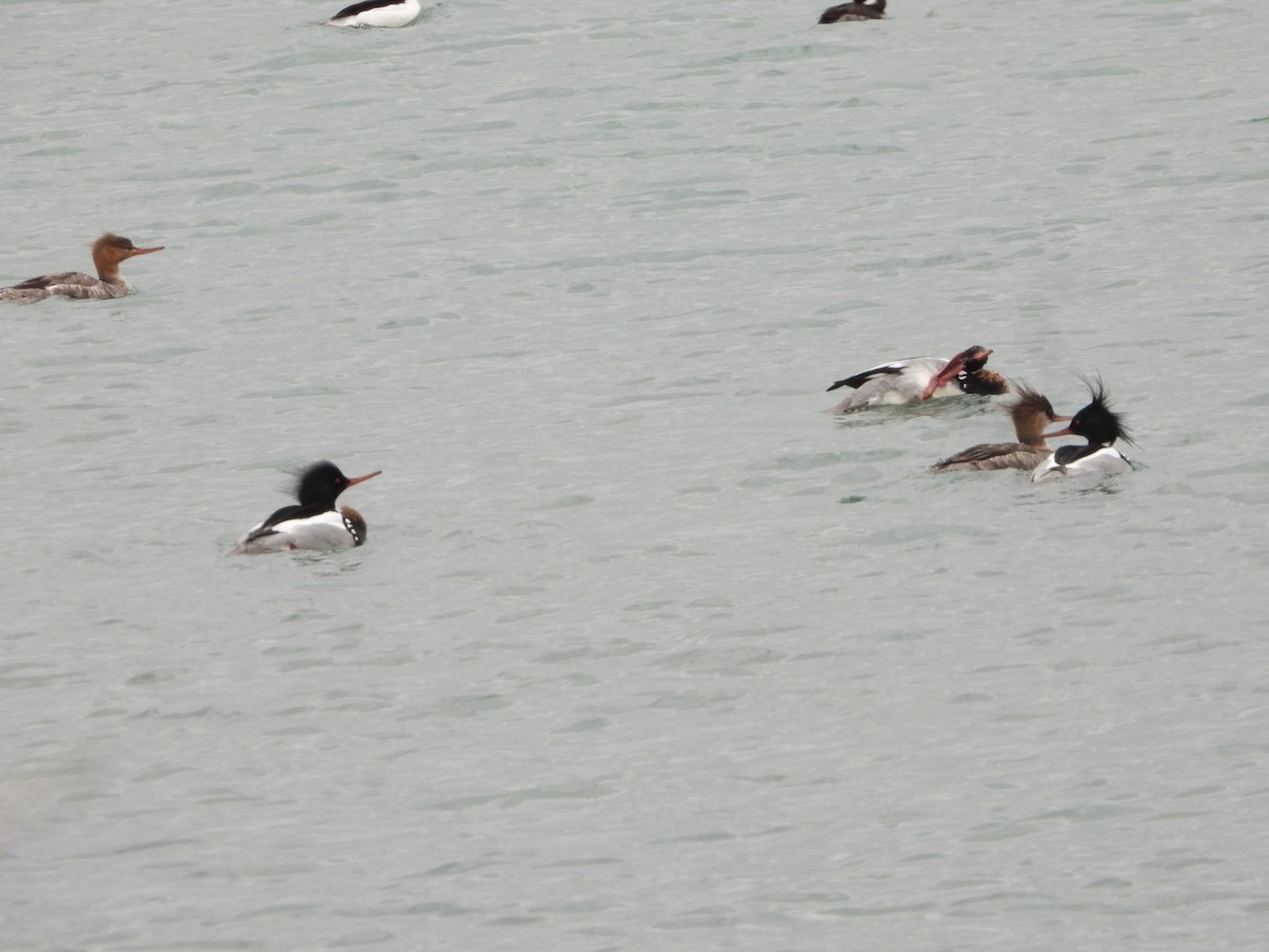 Red-breasted Merganser - George Prieksaitis