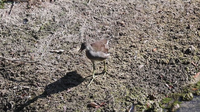 Common Gallinule (American) - ML344134251