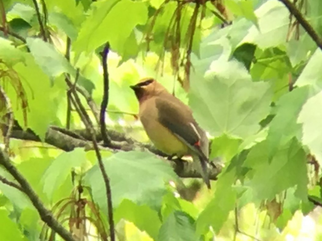 Cedar Waxwing - ML344134721
