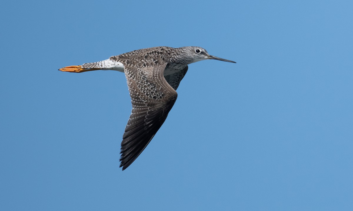 Greater Yellowlegs - ML344135451