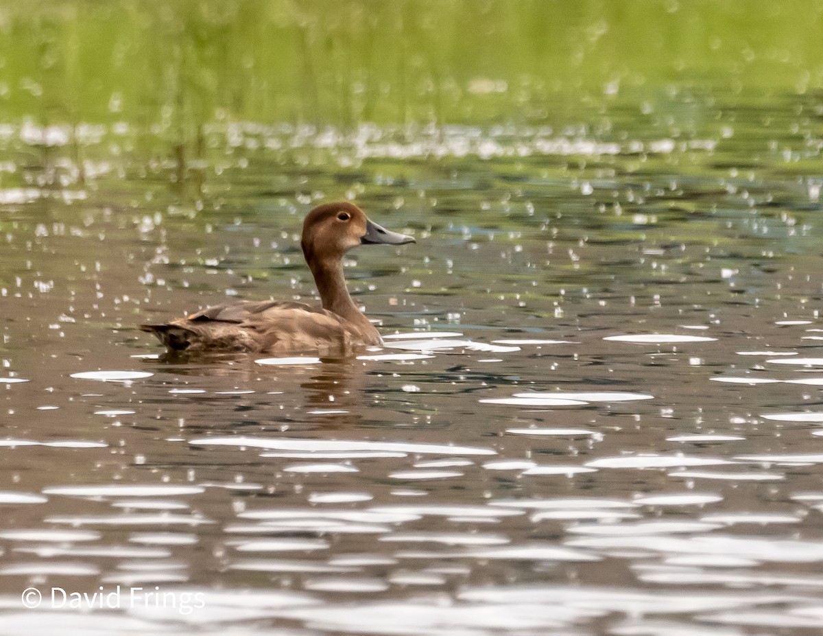 Redhead - ML344136031