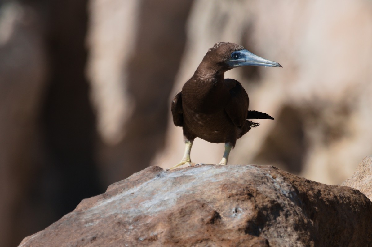 Brown Booby - Scott Harris