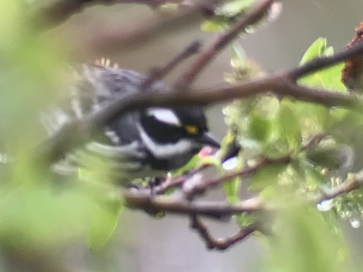 Black-throated Gray Warbler - ML344137491