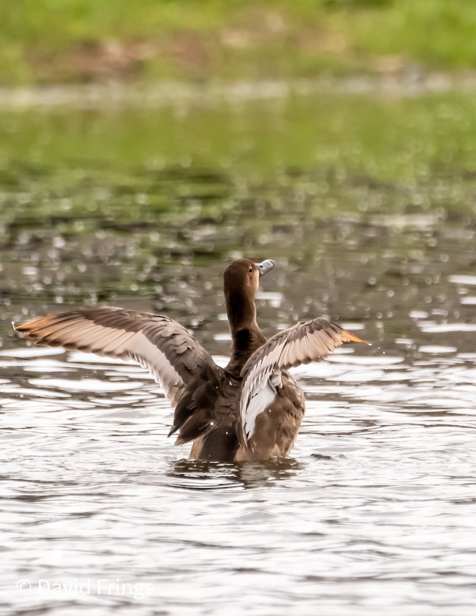 Redhead - ML344137551