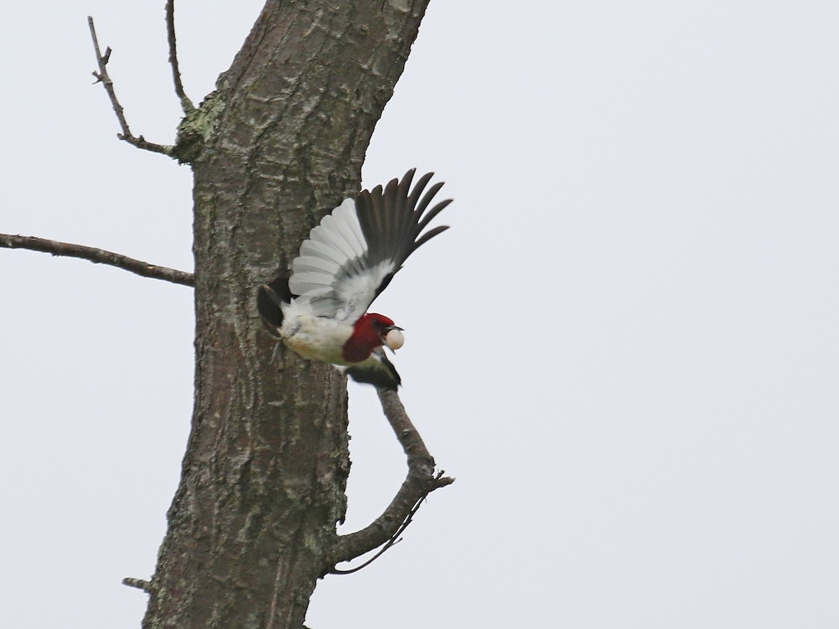 Red-headed Woodpecker - ML344137931