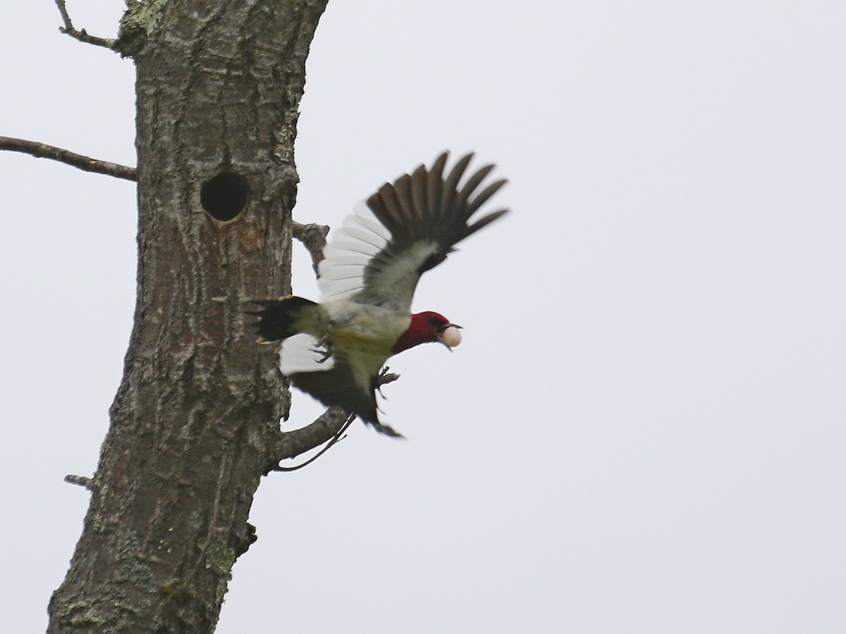 Red-headed Woodpecker - ML344137941