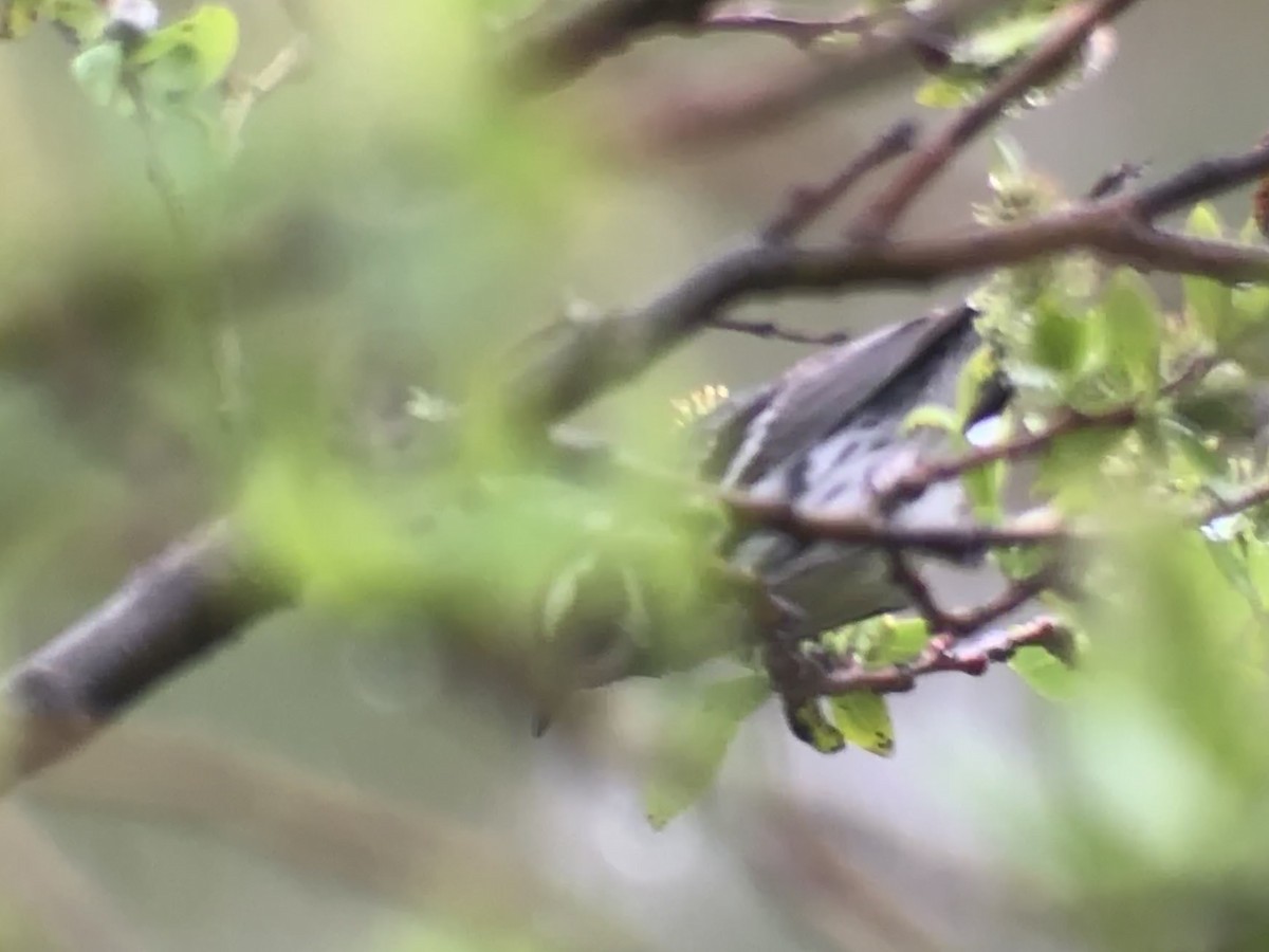 Black-throated Gray Warbler - ML344138141