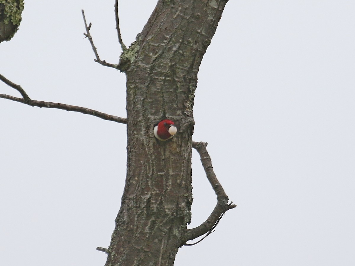 Red-headed Woodpecker - ML344138311