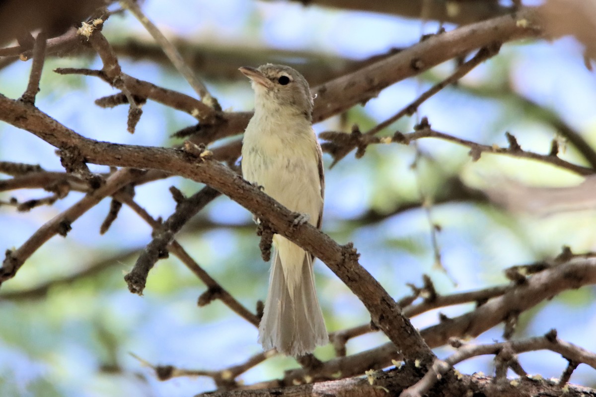 Bell's Vireo (Arizona) - ML344138881