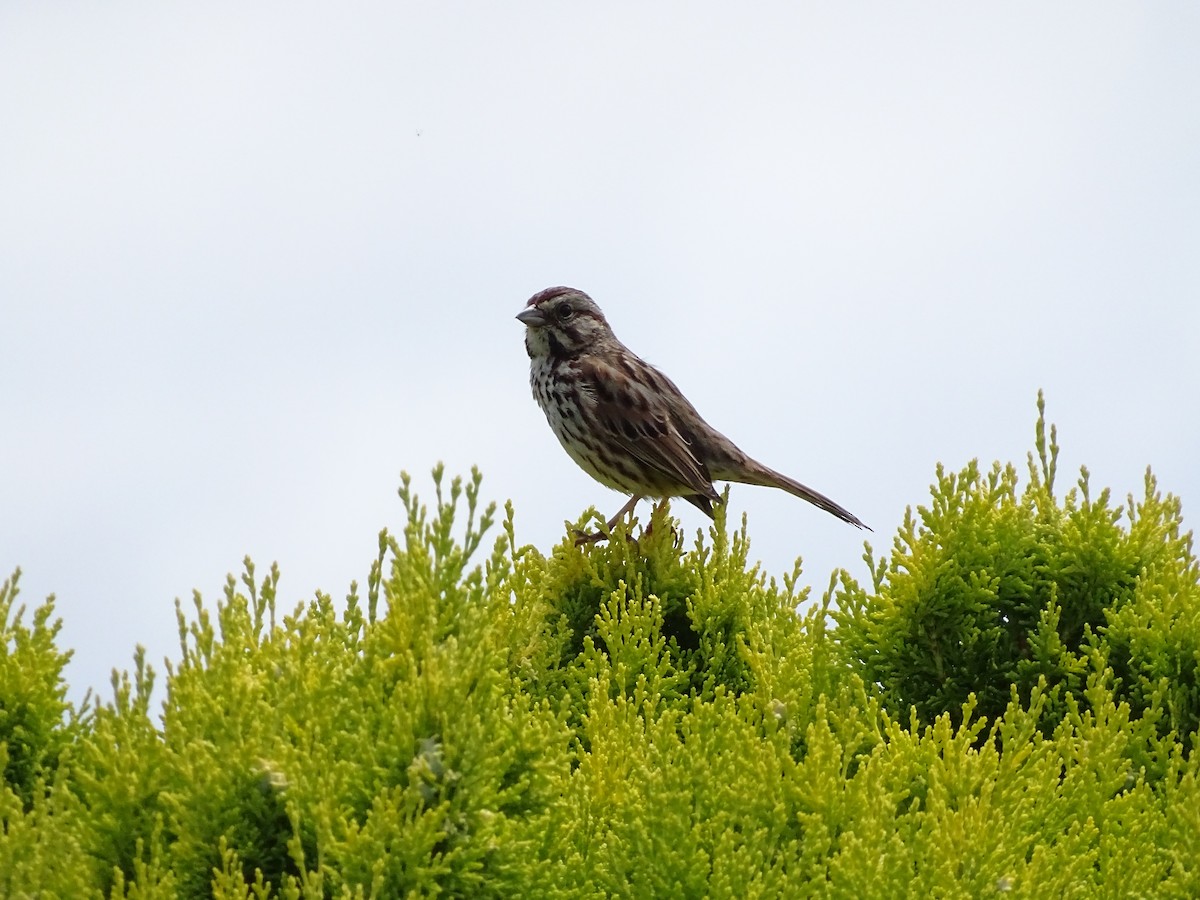 Song Sparrow - ML344139921